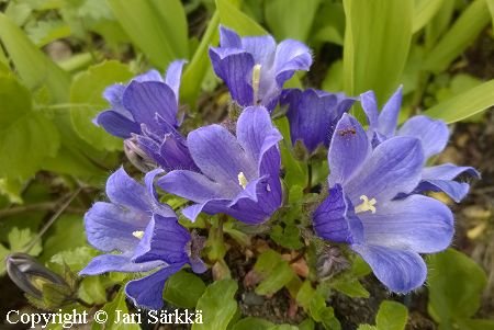 Campanula dasyantha 'Suberba', jalokivikello